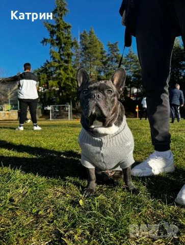 Френски булдог за разплод, снимка 7 - Френски булдог - 51360133