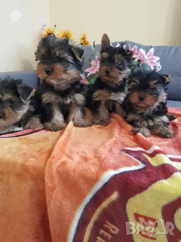 Йоркширски териер йорки , снимка 2 - Йоркширски териер - 49514923