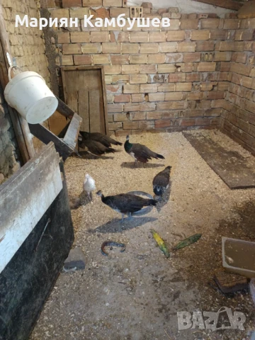 Паунчета, снимка 1