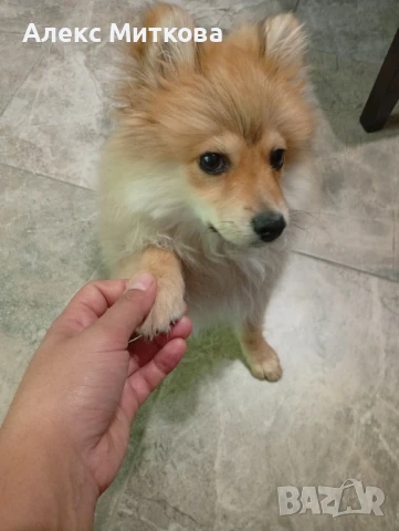 Померан немски шпиц , снимка 1
