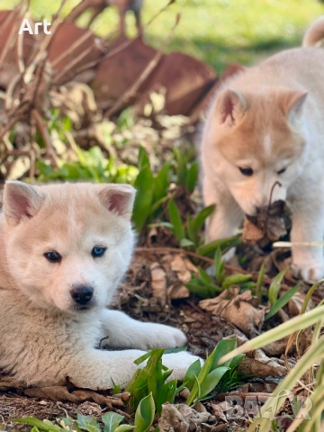 Сибирски хъскита, снимка 7 - Други животни - 53399220