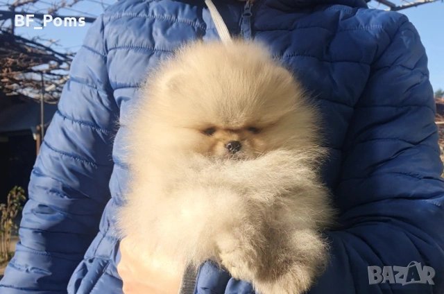 Страхотно момченце померан с родословие FCI, снимка 9 - Померан - 52918943