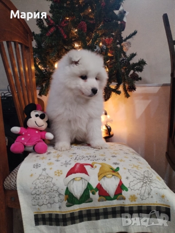 Прекрасно женско самоедче, снимка 10 - Самоед - 52508611