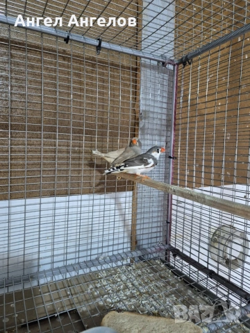 зеброви амадини , снимка 7 - Амадини - 53338889