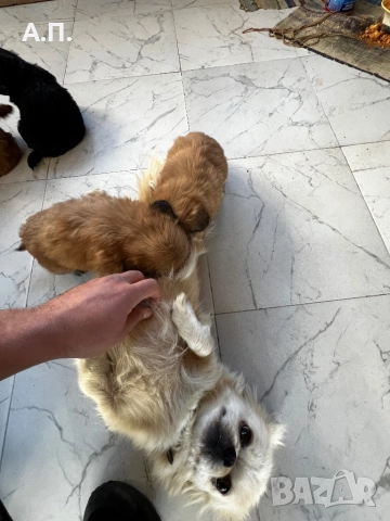 Продавам Чистокръвни пекинези, снимка 8 - Пекинез - 52788805