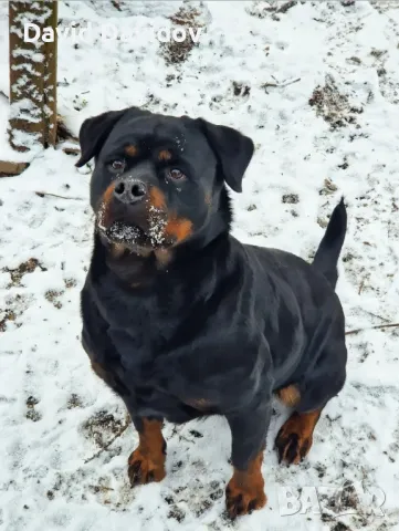 Ротвайлерчета По FCI Стандарт Ротвайлер, снимка 8 - Ротвайлер - 47602083