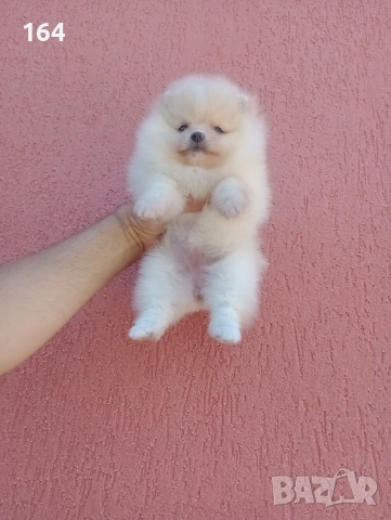 Мини момиченце. Померан., снимка 2 - Померан - 52666763