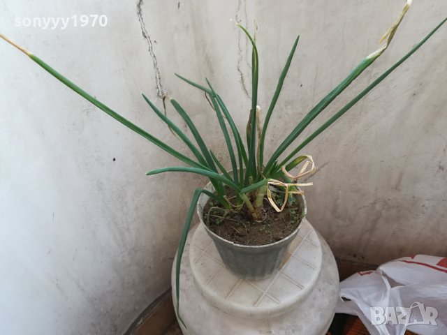 ЛУК ЗАСАДЕН В САКСИЯ 1602241334, снимка 16 - Градински цветя и растения - 44322662