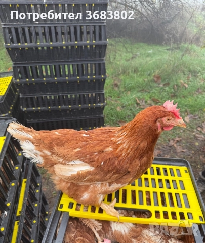 Кокошки носачки , снимка 2 - Кокошки и пуйки - 52671528
