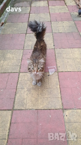 Красавец търси приемен / постоянен дом, снимка 10 - Други - 53488361