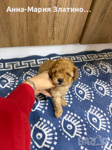 Той пудел момче, снимка 4 - Пудели - 52605999