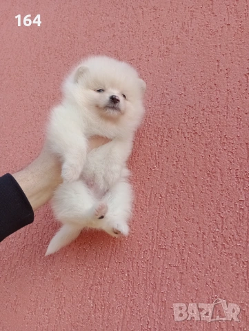 Померани. Реални снимки!, снимка 2 - Померан - 53120044