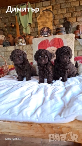 Той пудел тъмен шоколад, снимка 2 - Пудели - 52479303