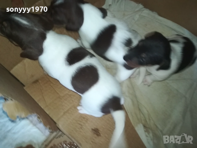 ПРОДАВАМЕ КУТРЕТА-ДЖАК РЪСЕЛ 250ЛВ ЗА 1БР 0309250738, снимка 14 - Джак ръсел териер - 51587007