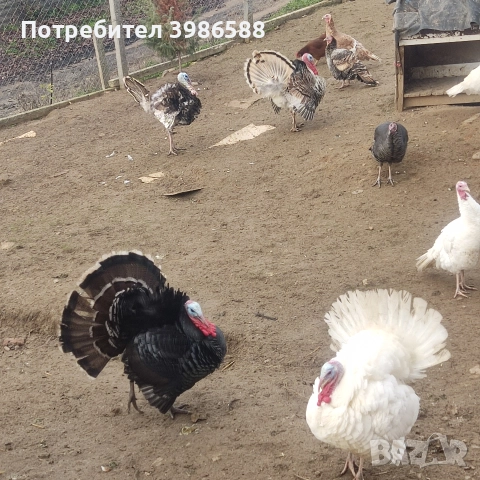 Пуйки,Пуяци.Фитки., снимка 2 - Кокошки и пуйки - 52718854