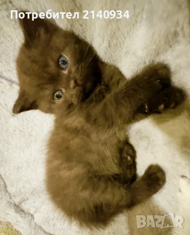  Британско късокосместо момче. шоколадово. British Shorthair Kitten, снимка 3 - Чинчили - 56024578