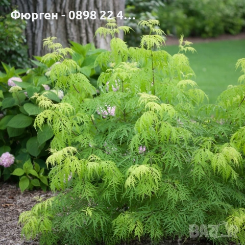 Червен бъз Lemony Lace – декоративен храст с лимоненожълта окраска, снимка 4 - Разсади - 52714829