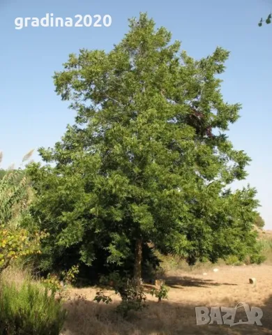 Разсад Орех Пекан, снимка 5 - Разсади - 47897139