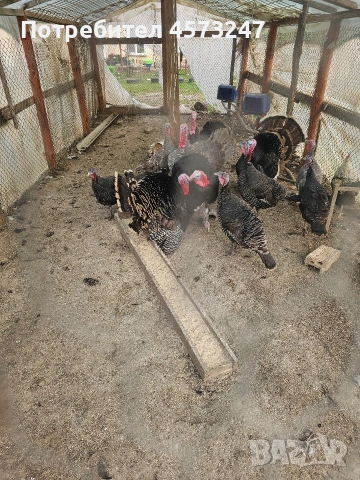 женски и мъжки пуики, снимка 4 - Кокошки и пуйки - 53754501