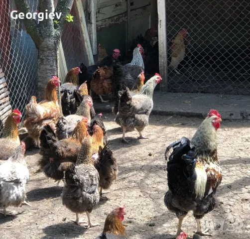 Катунски нови видове - Кокошки и Петли, снимка 1