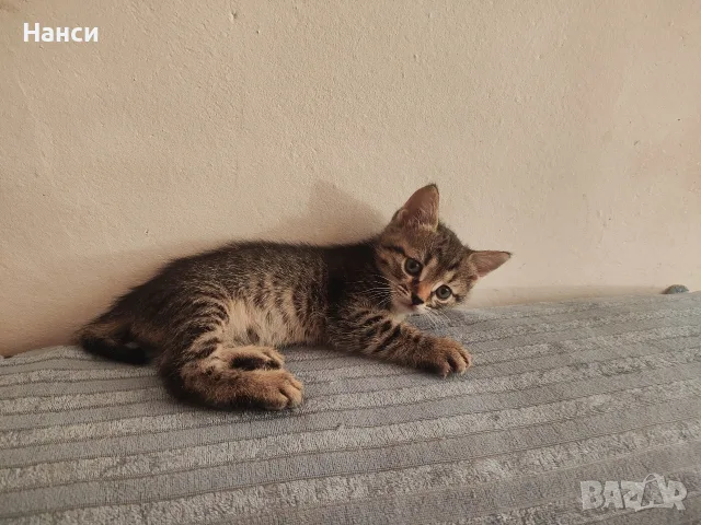 Подарявам 3 малки котета, снимка 11 - Други - 55753064