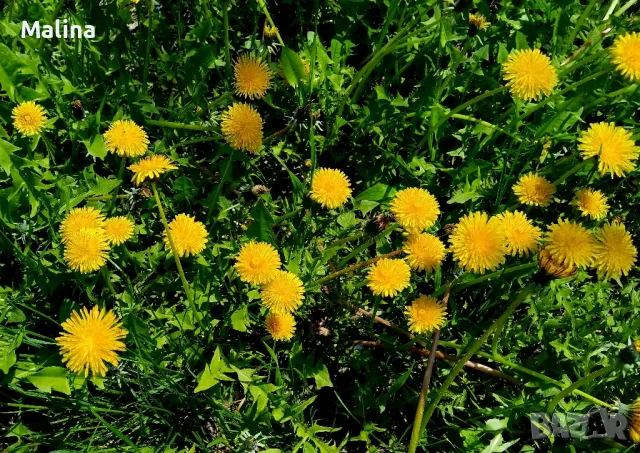 Домашен мехлем от глухарчета , снимка 3 - Домашни продукти - 45163276