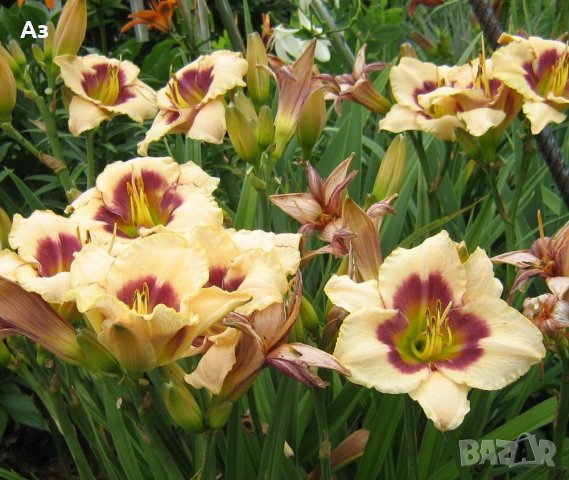 Цветя Хемерокалис – разсад за пролетно засаждане, снимка 11 - Разсади - 41683701