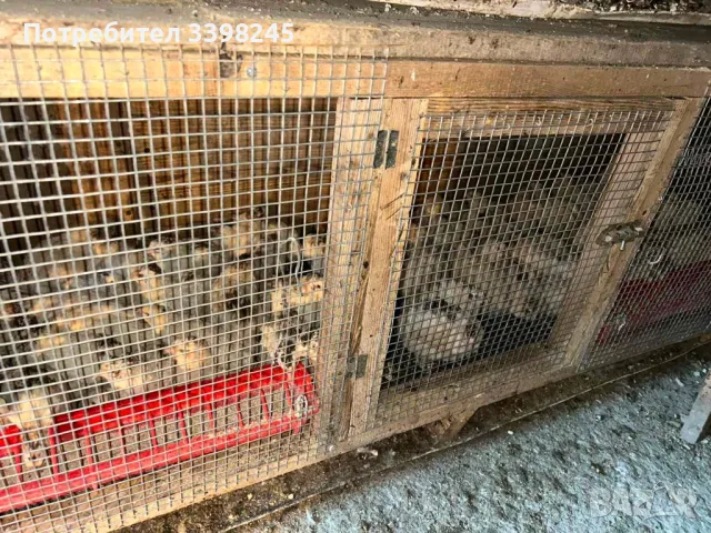 Продавам пътпъдъци, снимка 4 - други­ - 48653462