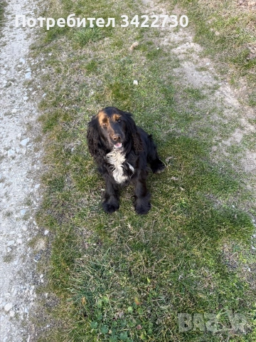 Куче за трюфели, снимка 2 - Кокер шпаньол - 52734730