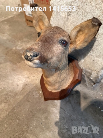 Продавам препариран сръндак, снимка 3 - Декорация за дома - 53608794