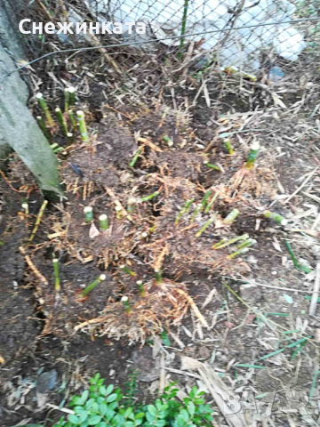 Бамбук, снимка 2 - Градински цветя и растения - 44679807