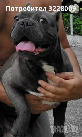 Френски булдог 