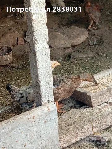 Патета юрдечки.., снимка 2 - Патици и гъски - 56339441