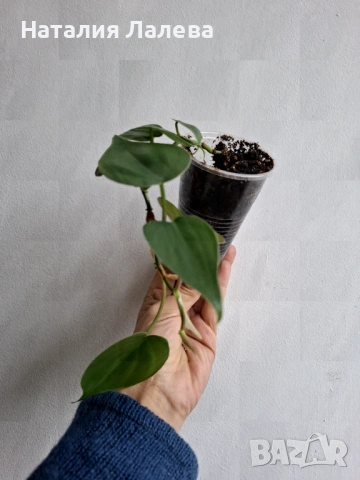 Филодендрон, philodendron scandens heartleaf , снимка 2 - Стайни растения - 53095168