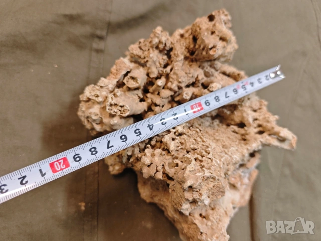 стар корал, снимка 7 - Други ценни предмети - 53748378