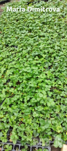 Разсад Ягода сорт Клери , снимка 6 - Разсади - 47123127