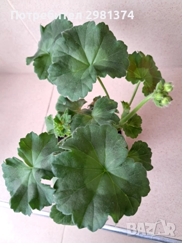 Мушкато-Астрид, снимка 3 - Стайни растения - 53508930