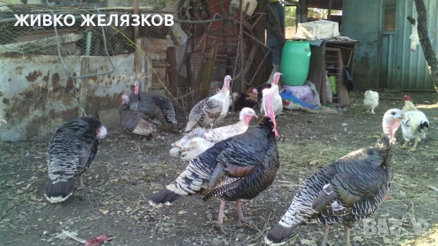 ПРОДАВАМ  --- ЛЕЖАЩИ ПУЙКИ-МАЙКИ СЪС ЯЙЦАТА ИМ, снимка 9 - Кокошки и пуйки - 43961759