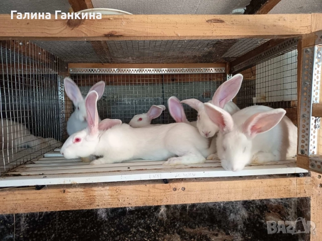 Зайци за Разплод , снимка 8 - Други - 52070055