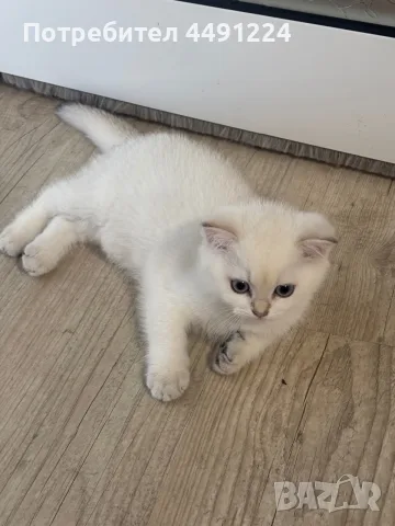 Британски котета , снимка 4 - Чинчили - 56102990