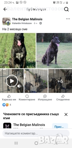 белгийска овчарка малиноа хердер , снимка 3 - Белгийска овчарка - 52656108