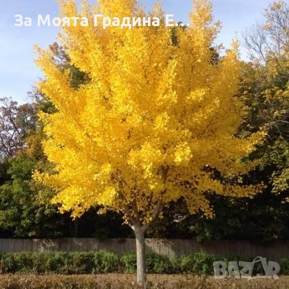 Гинко билоба , снимка 9 - Градински цветя и растения - 53620324