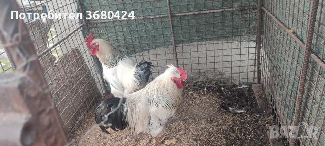 Петли , снимка 2 - други­ - 53150938