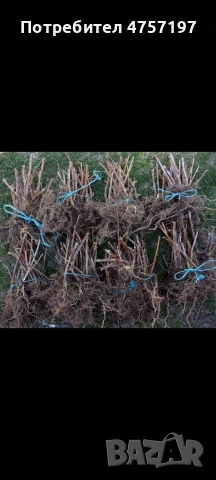 Расад ягоди и малини, снимка 4 - Разсади - 53738580