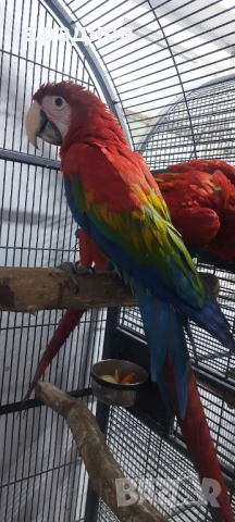 Бебета ара руби на 5 месеца, снимка 2 - Папагали - 51136732