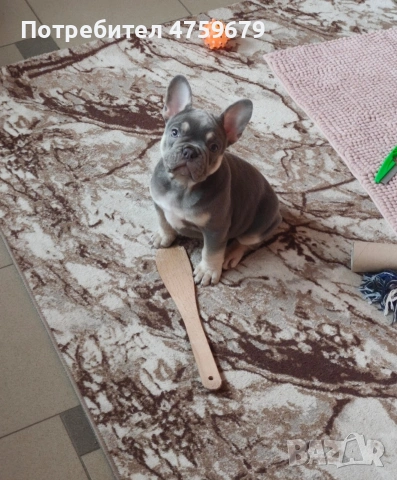 Френски булдог