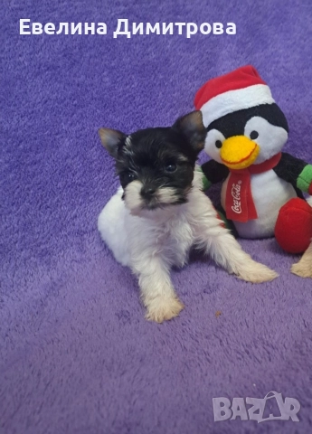 Йоркширски териер бивер момче