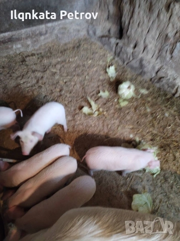 Продавам малки прасета, снимка 5 - Други животни - 53613567