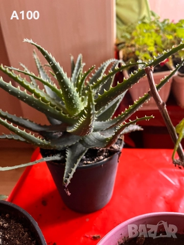 Алое вера - различни големини, снимка 5 - Стайни растения - 41737569