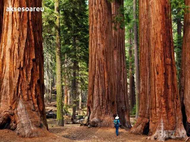 Нови качествени 15 семена от гигантска секвоя мамутово дърво sequoiadendron giganteum за декорация